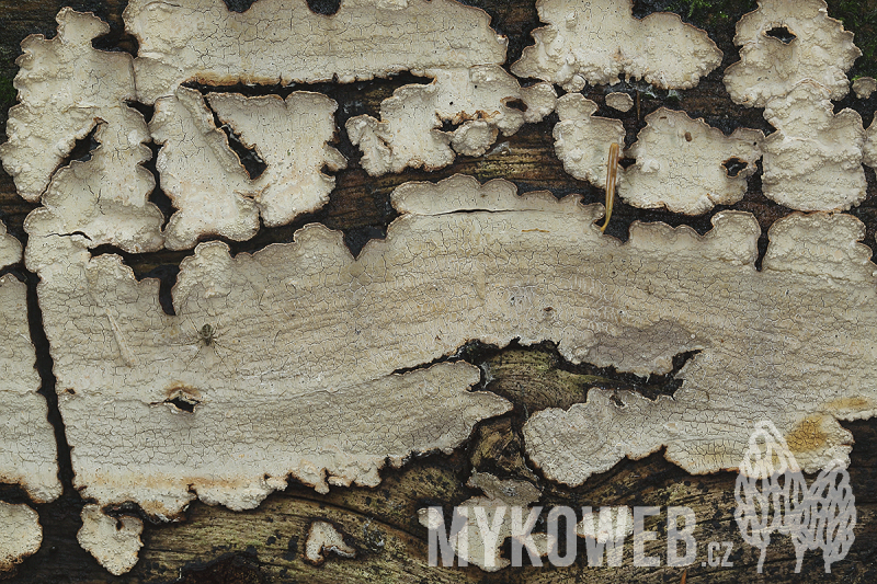Hrbolatník vonný – Cystostereum murrayi nalezen v PR Prameniště Teplé