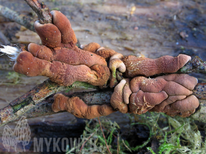 Hypocreopsis lichenoides