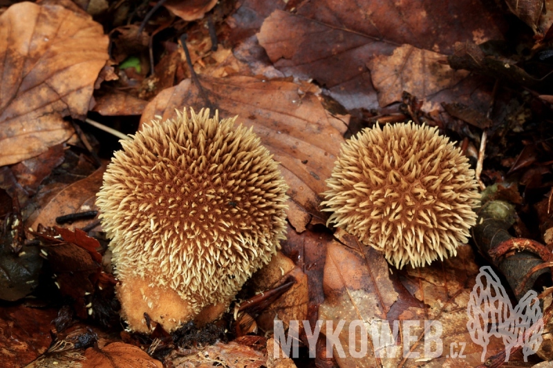 Lycoperdon echinatum