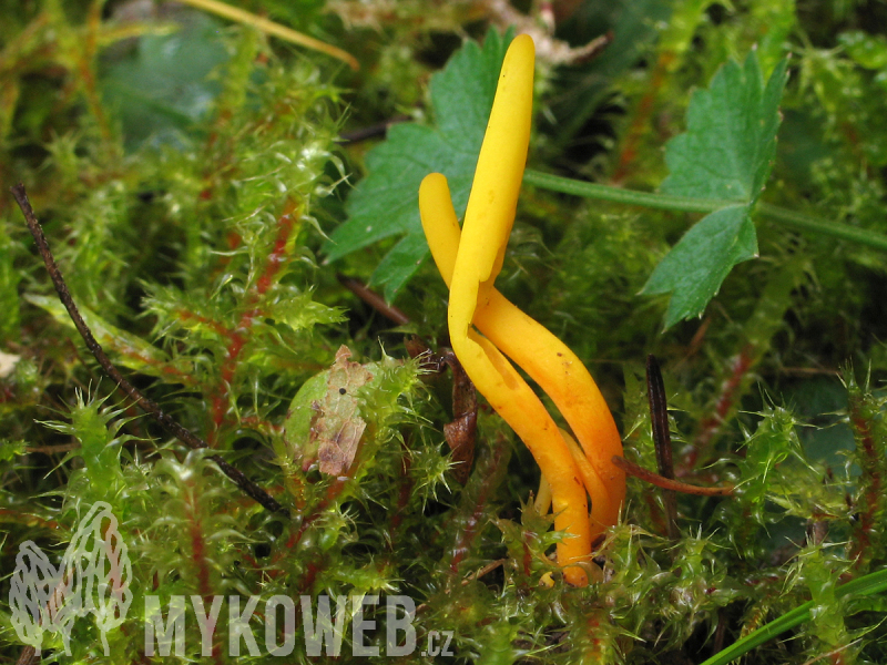 Clavulinopsis luteoalba