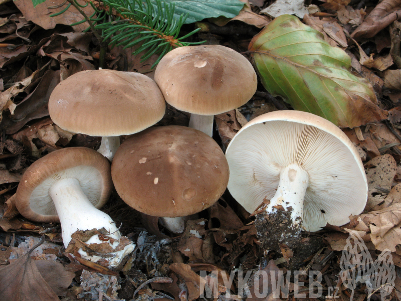 Leucopaxillus gentianeus