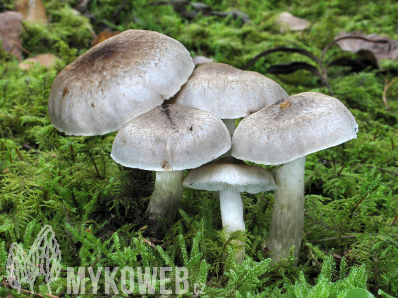 Tricholoma scalpturatum