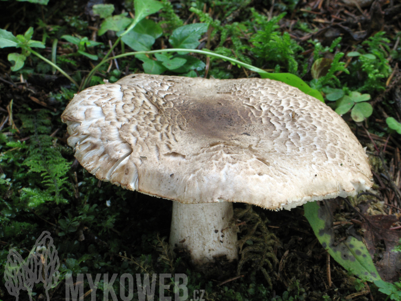 Tricholoma pardinum