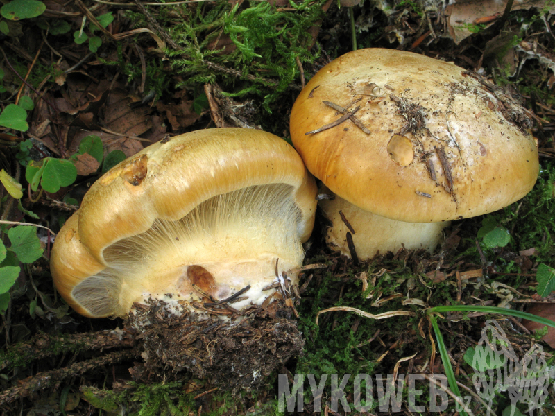 Cortinarius elegantior