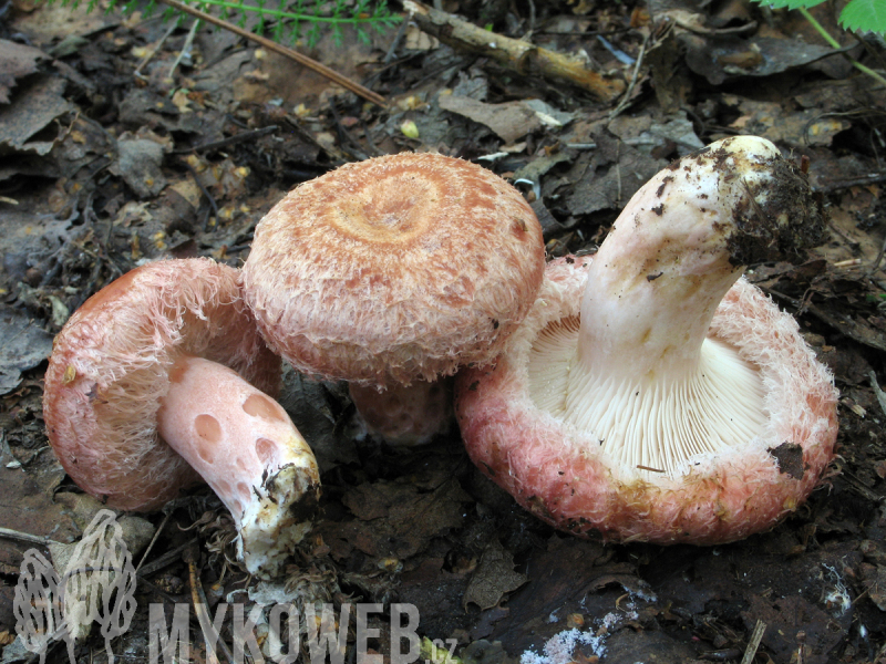 Lactarius torminosus