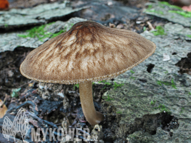 Pluteus umbrosus