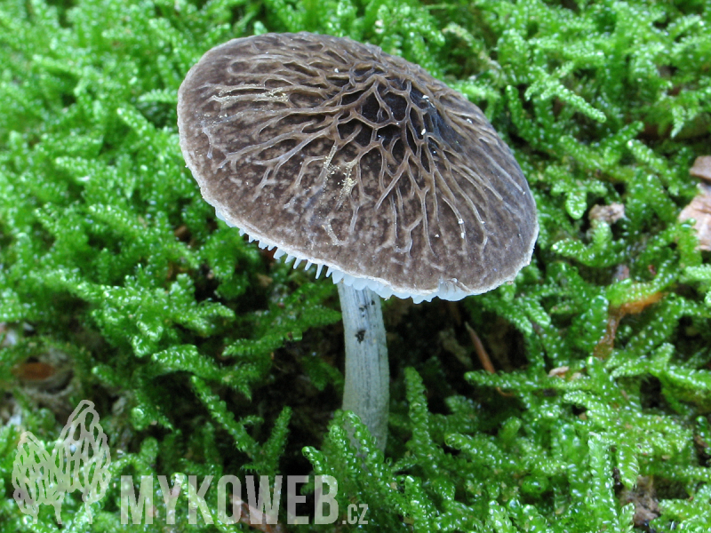 Pluteus thomsonii