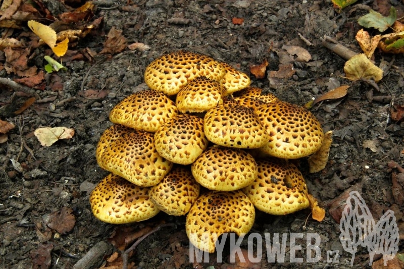 Pholiota jahnii