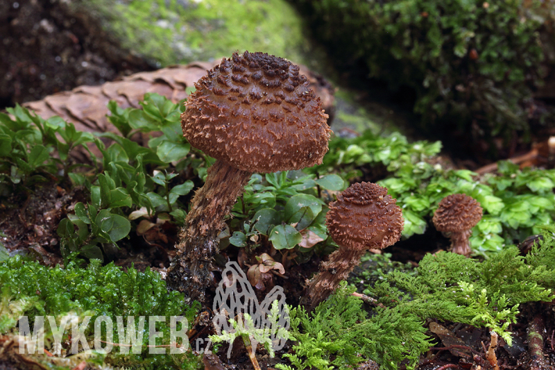 Inocybe calamistrata