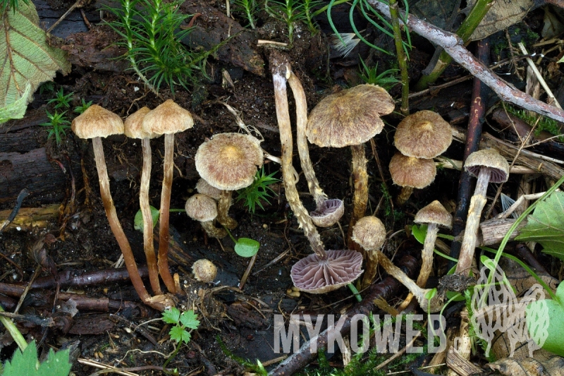 Cortinarius helvelloides