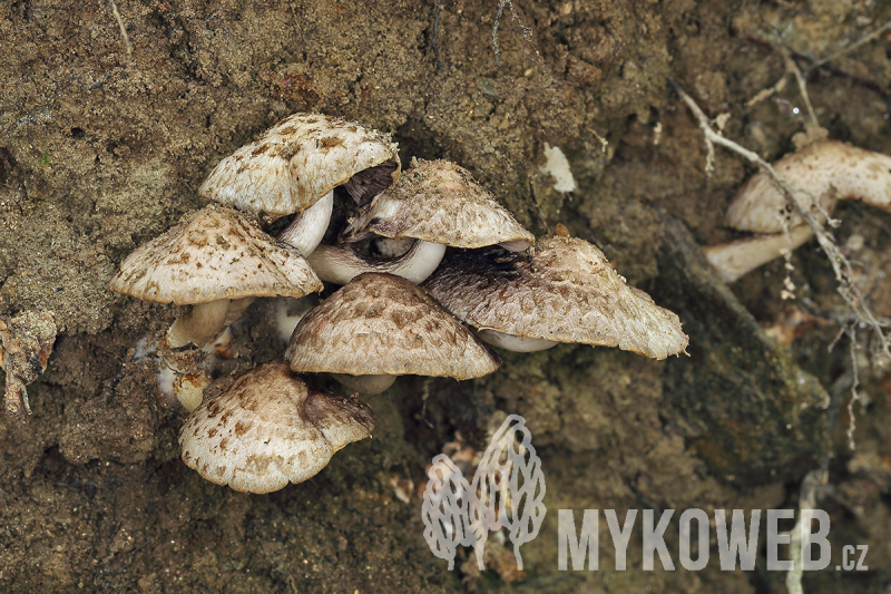 Psathyrella cotonea