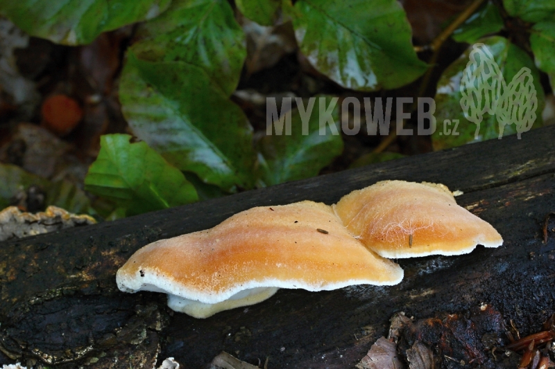 Tyromyces kmetii