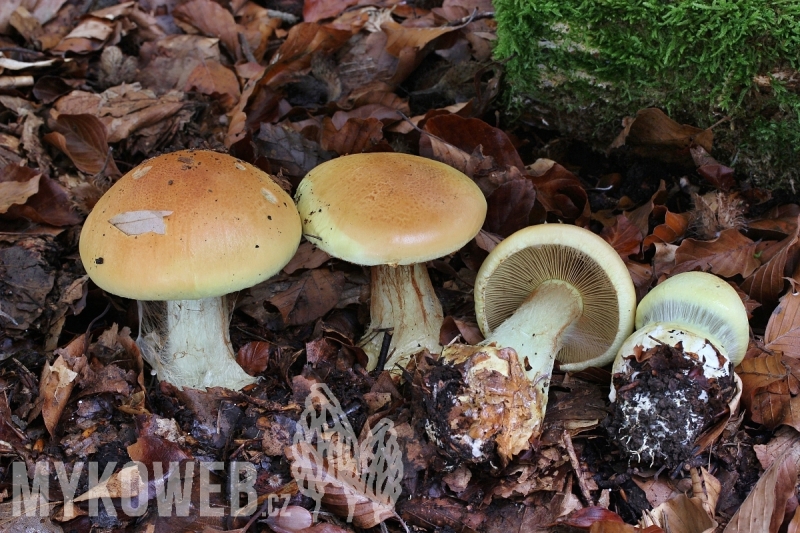 Cortinarius elegantissimus