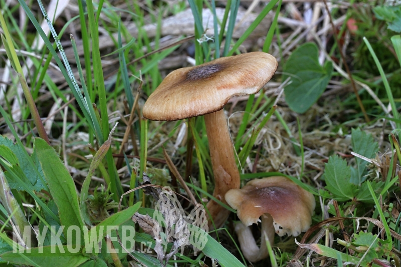 Armillaria ectypa