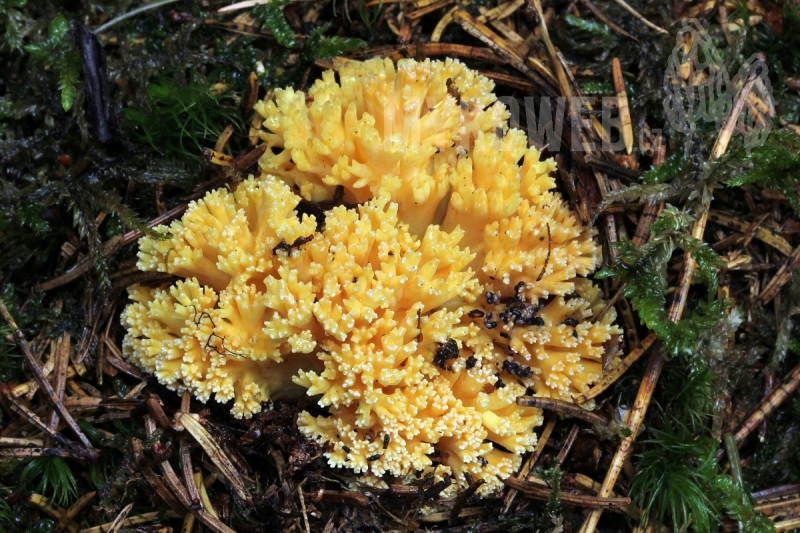 Ramaria lutea