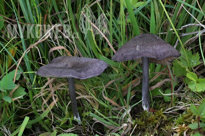 Entoloma mougeotii