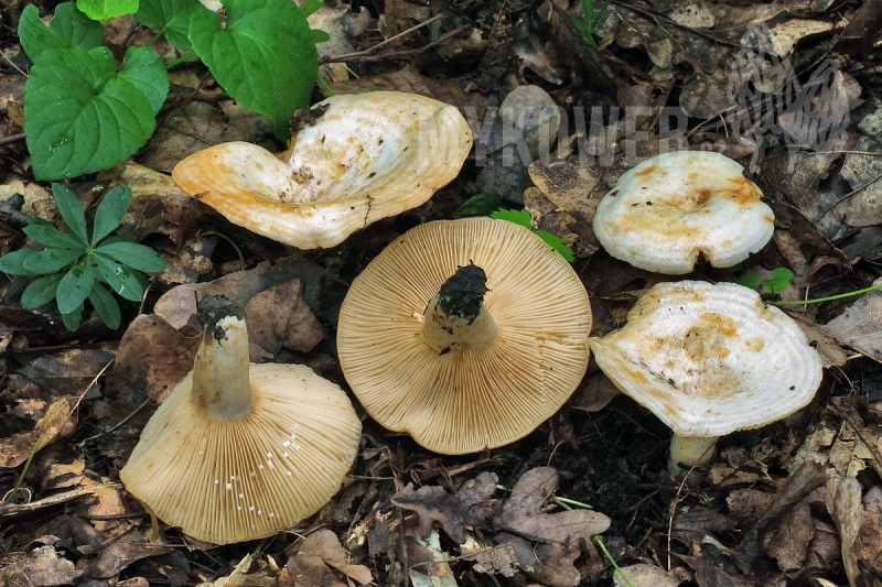Lactarius evosmus