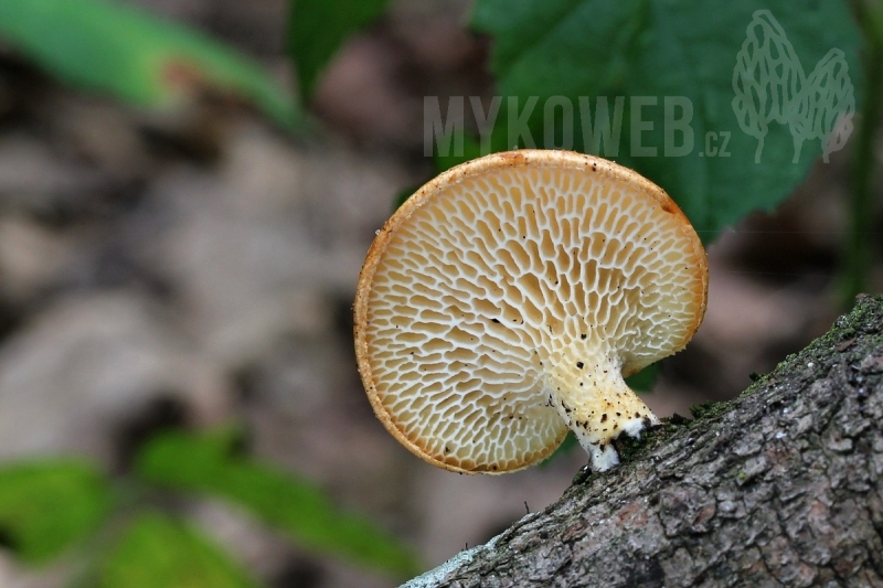 Polyporus alveolaris