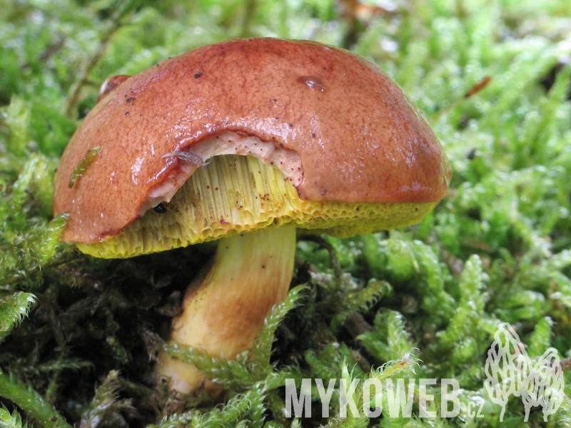 Aureoboletus gentilis