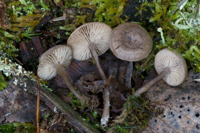 Rhodocybe caelata