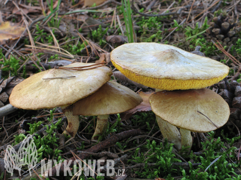 Suillus flavidus