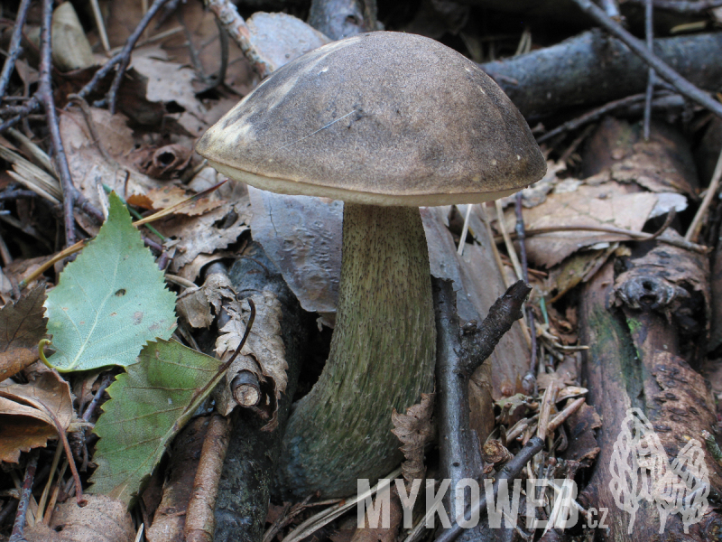 Leccinum variicolor