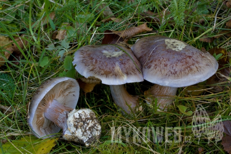 Cortinarius moënne-loccozii