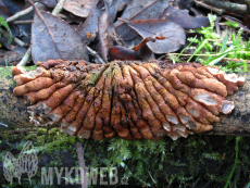 Hypocreopsis lichenoides