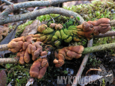 Hypocreopsis lichenoides