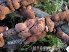 Hypocreopsis lichenoides