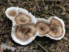 Phellodon tomentosus