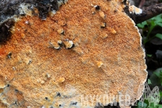 Leucogyrophana mollusca