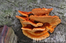 Pycnoporellus fulgens