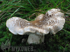 Tricholoma pardinum