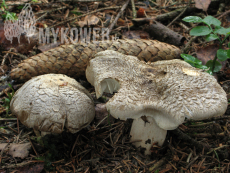 Tricholoma pardinum