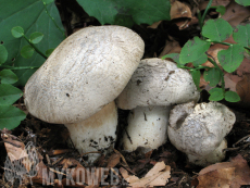 Tricholoma pardinum