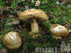 Cortinarius elegantior