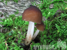 Pluteus phlebophorus