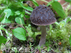 Pluteus thomsonii