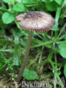 Pluteus thomsonii