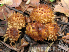 Pholiota jahnii