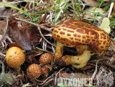 Pholiota jahnii