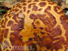 Pholiota jahnii