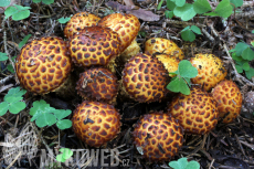 Pholiota jahnii