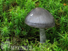 Entocybe nitida