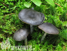 Entocybe nitida