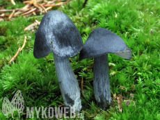 Entocybe nitida