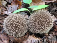 Lycoperdon echinatum