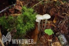 Mycena laevigata