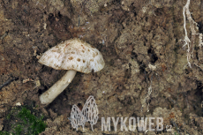 Psathyrella cotonea